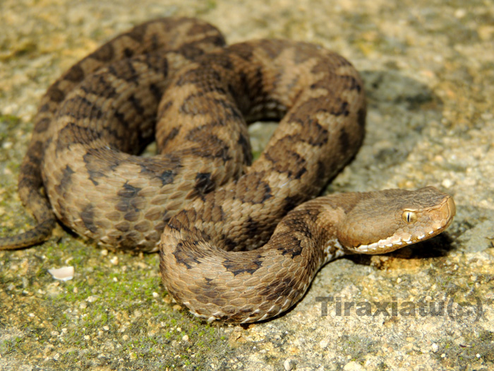 Qui sono ancora a spasso (Vipera aspis)